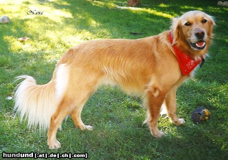 Golden Retriever Nana 