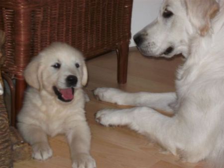 Golden Retriever Nike mit Freundin