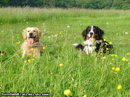 Golden Retriever Buddy (li.) + Eddi 