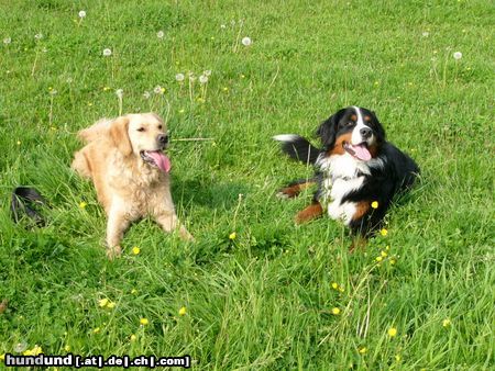 Golden Retriever Buddy (li.) + Eddi 