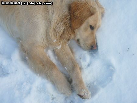 Golden Retriever Schnee ist schön