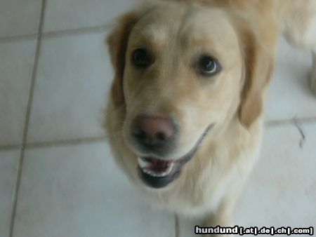 Golden Retriever SMILE :-)