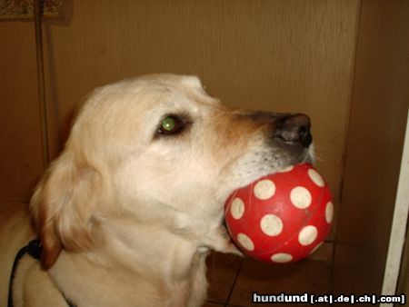 Golden Retriever Ball :-)