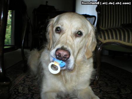 Golden Retriever Schnuppe mit Schnuller