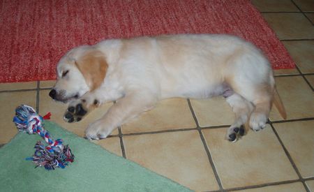 Golden Retriever Calypso muede vom rumtoben