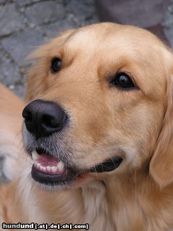 Golden Retriever SAM