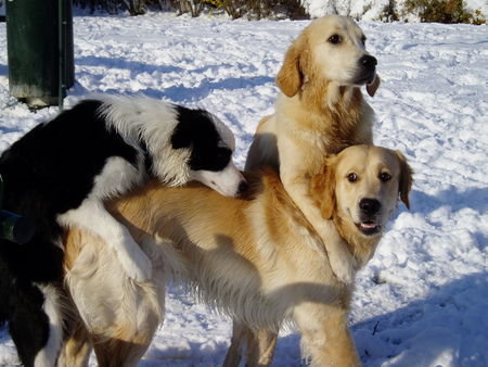 Golden Retriever Lukas und Co