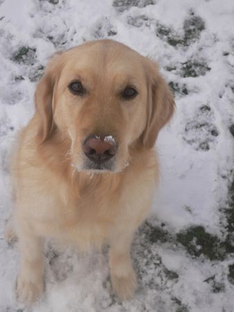 Golden Retriever Luna im Januar 2007