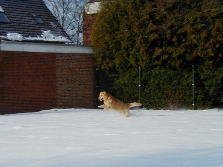 Golden Retriever Jippi