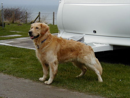 Golden Retriever And the winner is ........