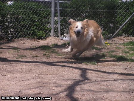 Golden Retriever achtung ... ich komme 