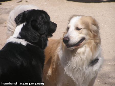 Golden Retriever bekomme ich ein bussi ?