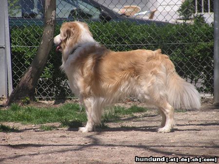 Golden Retriever teddy