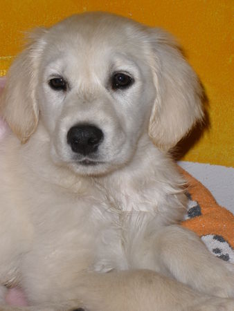 Golden Retriever Linda