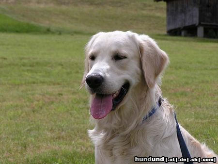 Golden Retriever Merlin 