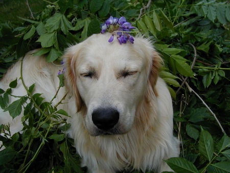 Golden Retriever Frohe Weihnachten :-))