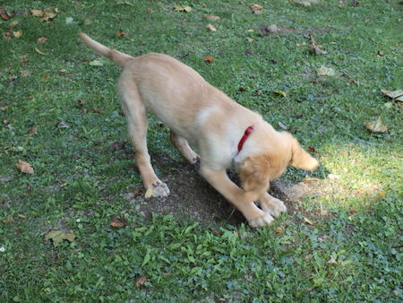 Golden Retriever Garten-Umgraben