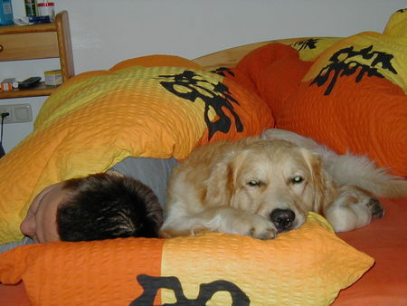 Golden Retriever Gute Nacht