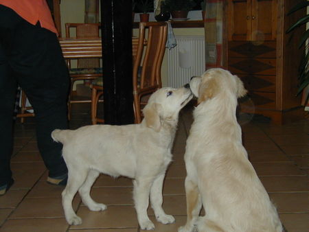 Golden Retriever Gib mir eindlich einen Kuß !!!!