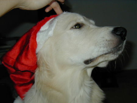 Golden Retriever Frohe Weihnachten :-))