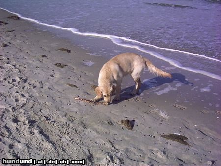 Golden Retriever Urlaub am Strand