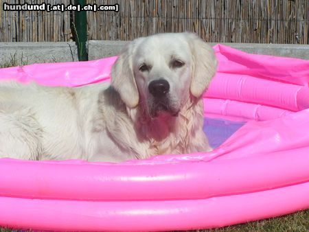 Golden Retriever mein eigener pool