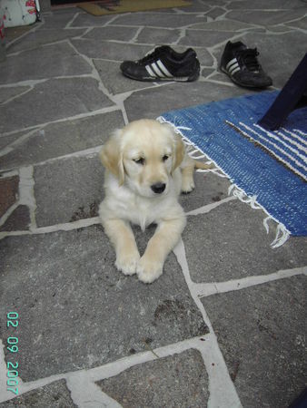 Golden Retriever Lilly