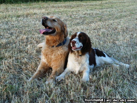 Golden Retriever Charly und seine Springer-Freundin Aica