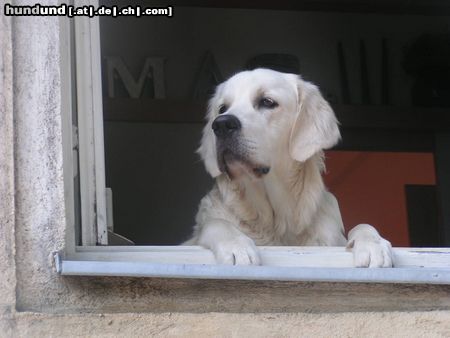 Golden Retriever ich hab den überblick