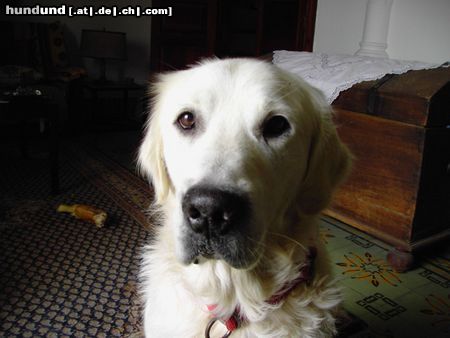 Golden Retriever schau mir in die augen kleines