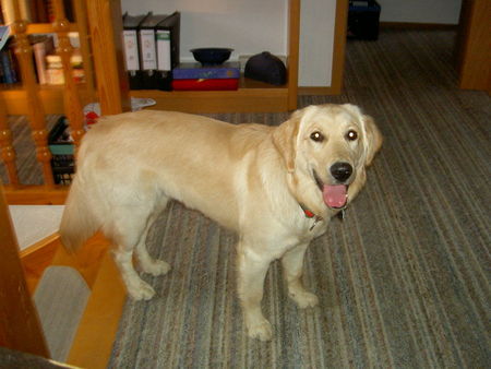 Golden Retriever Luna im Juli 2004