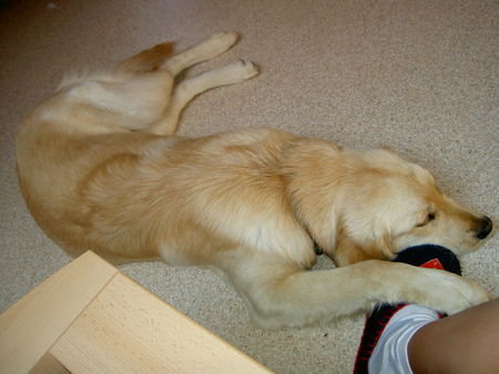 Golden Retriever Luna im Juli 2004