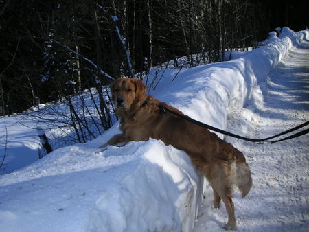 Golden Retriever Bruno (1J.) im Winterurlaub