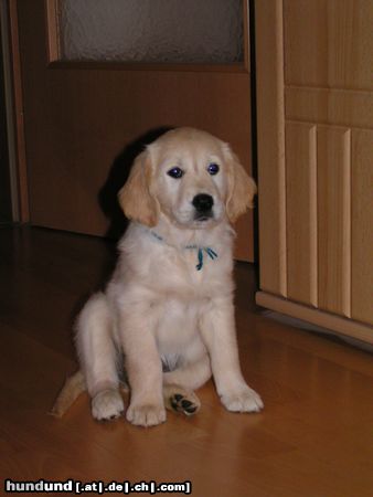 Golden Retriever Der 1. Tag im neuen Heim...