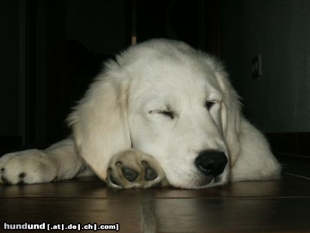 Golden Retriever Balou beim Schlafen