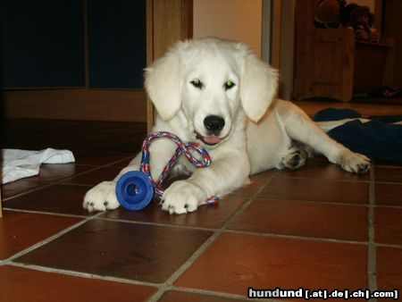 Golden Retriever Balou mit seinem Lieblingsspielzeug