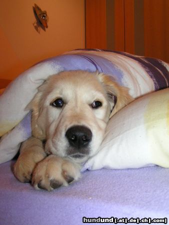 Golden Retriever Der Hund kommt mir nicht ins Bett...