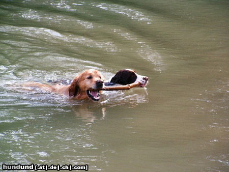 Golden Retriever Charly/Aica.Komm ich helf Dir!