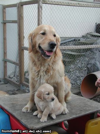 Golden Retriever Atos mit Nichte