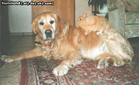 Golden Retriever Paul mit seinem Freund