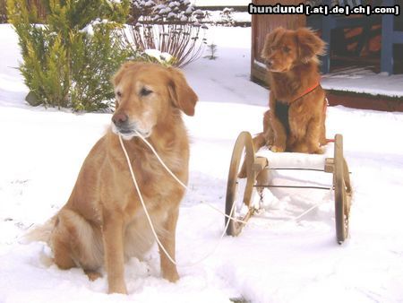 Golden Retriever Nana u. Sandy Schlittenfahren