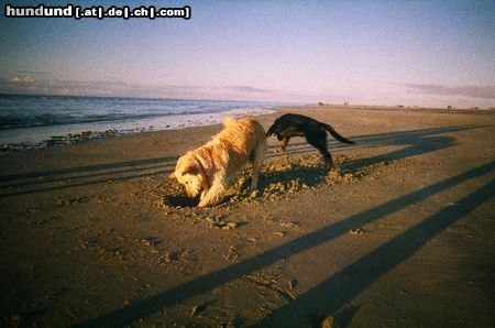 Golden Retriever Cico 2,5 Jahre mit seinem Freund Erik