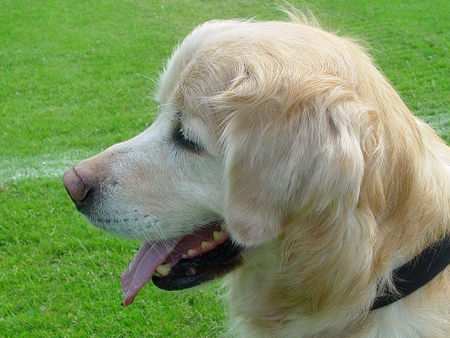 Golden Retriever RICKY VON AVALON