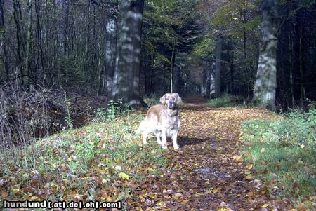 Golden Retriever Herbstzeit, Ronja Räubertochter