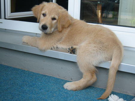 Golden Retriever Baxter 