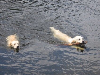 Golden Retriever Ronya