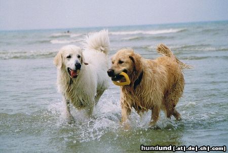 Golden Retriever Rufus in seinem Element