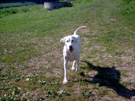 Golden Retriever Retriever Mix Spike