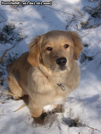 Golden Retriever Diego