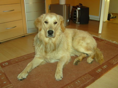 Golden Retriever Mira